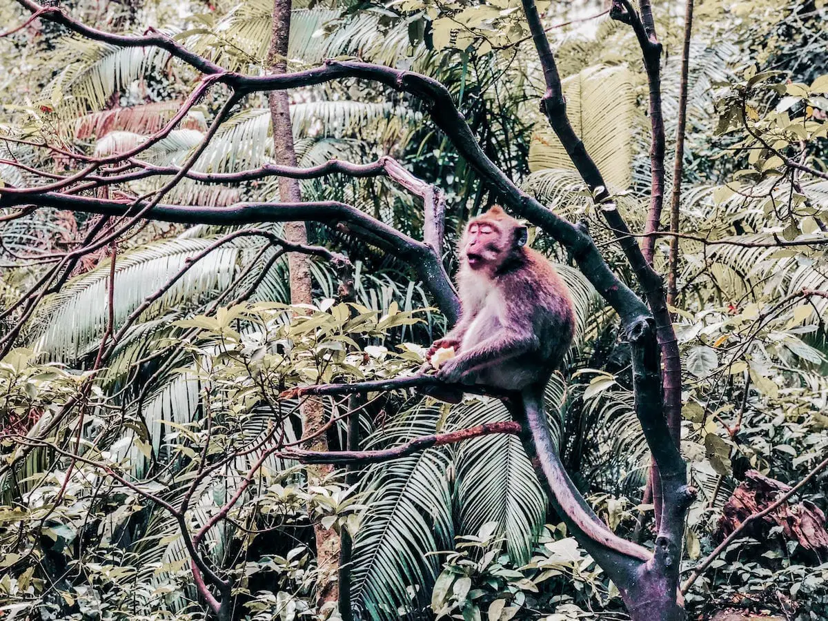 Monkey Forest Ubud, Bali - Sehenswürdigkeiten und Reisetipps für deinen Urlaub in Indonesien
