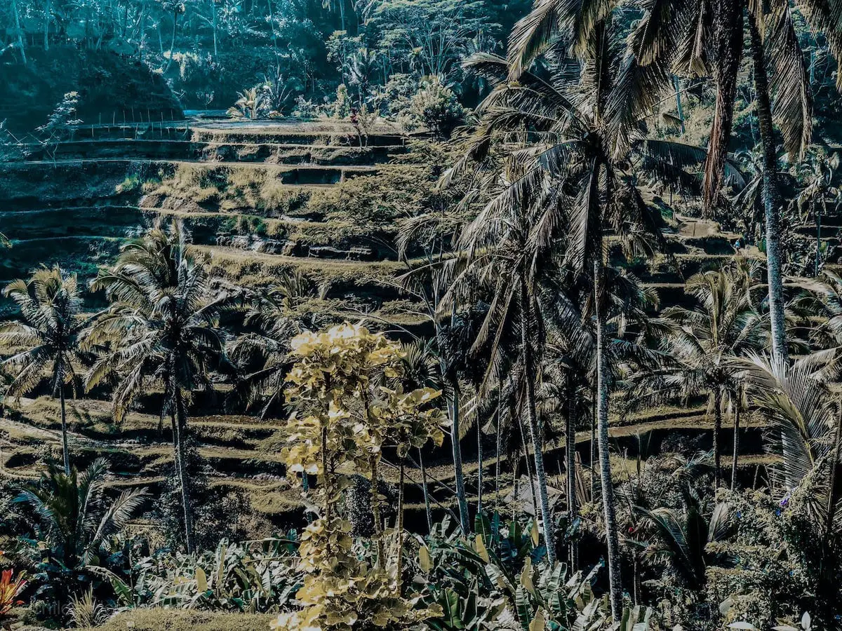 Tegalalang Reisterrassen Reisfelder Ubud, Bali - Sehenswürdigkeiten und Reisetipps für deinen Urlaub in Indonesien