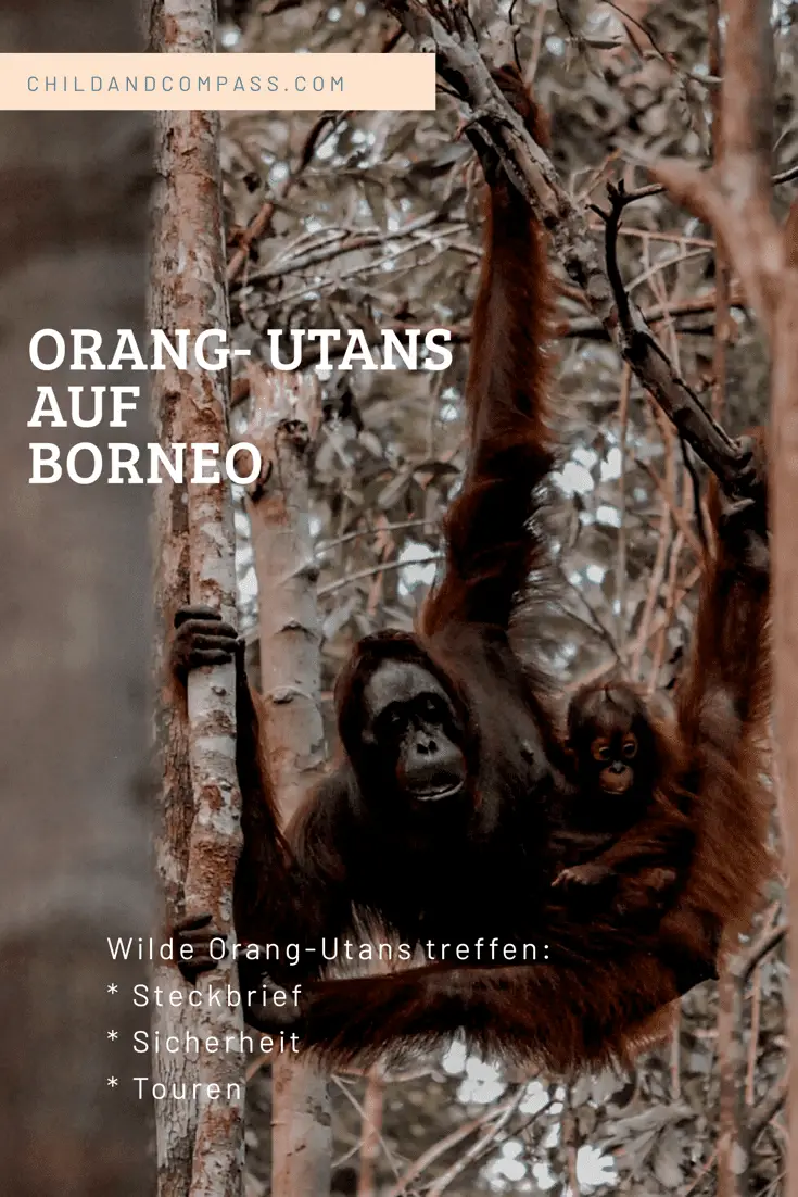 Wilde Orang-Utans auf Borneo, wo kann man frei lebende Orang Utans sehen? Der Orang-Utan Steckbrief