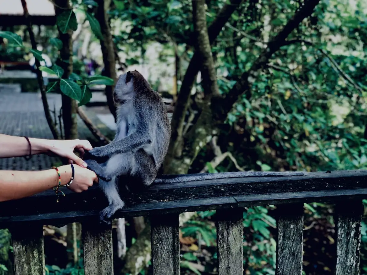 Ubud Affenwald Bali Monkey Forest