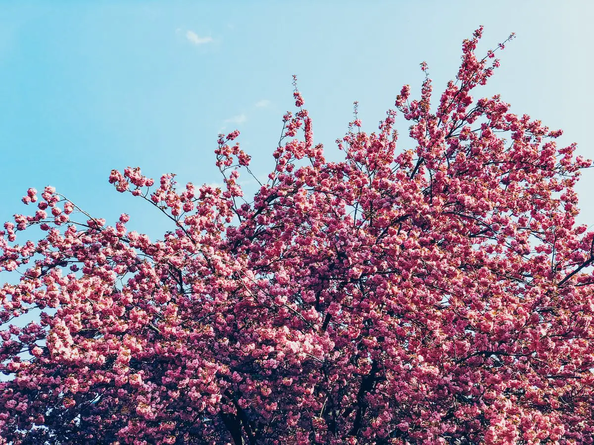 Wann ist die Kirschblüte Bonn 2020