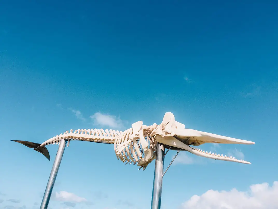 Skelett auf Fuerteventura