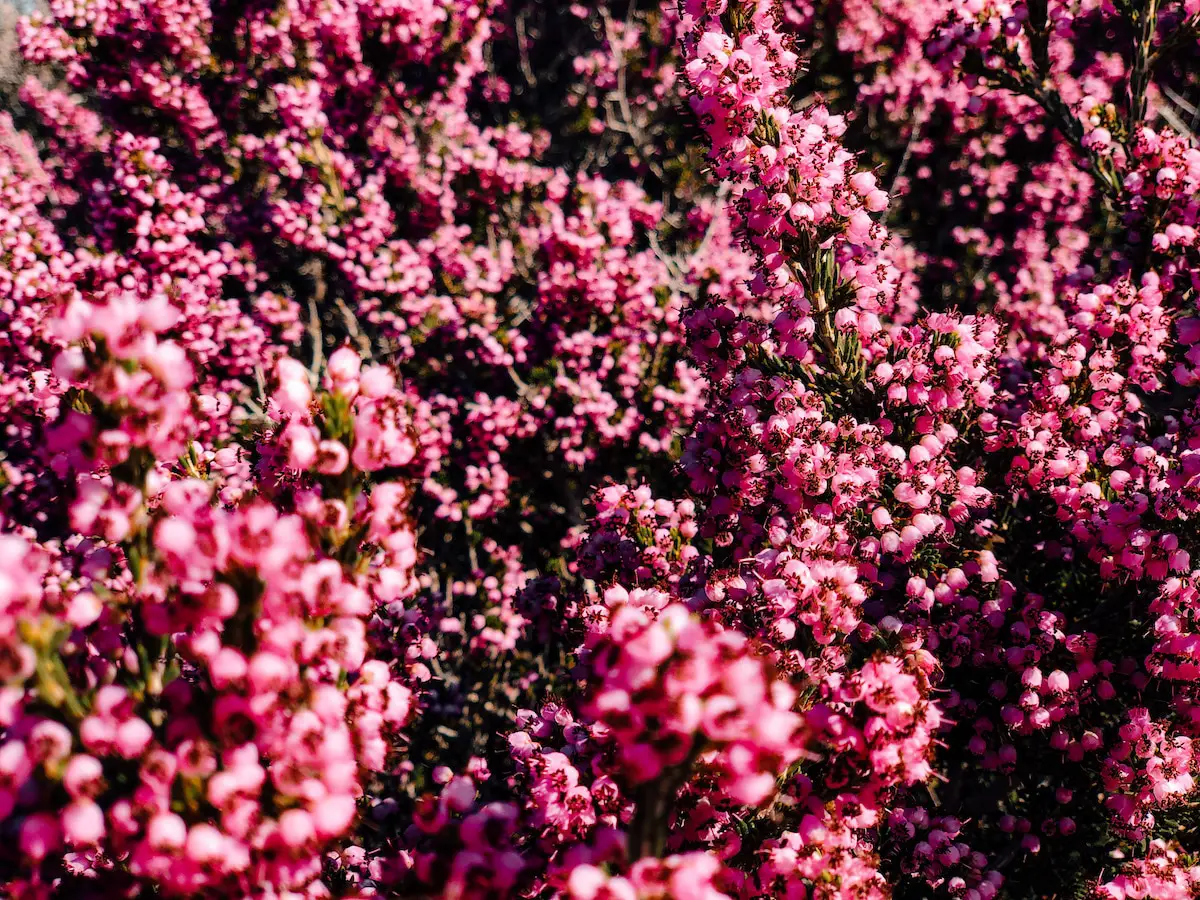 Blumen im Cedar Forest auf Naxos