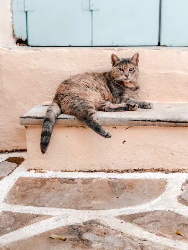 Katze auf der Kykladeninsel Naxos