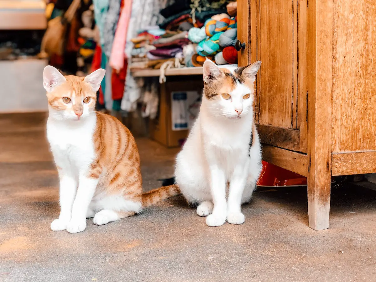 Zwei Katzen vor einem Laden auf Paros