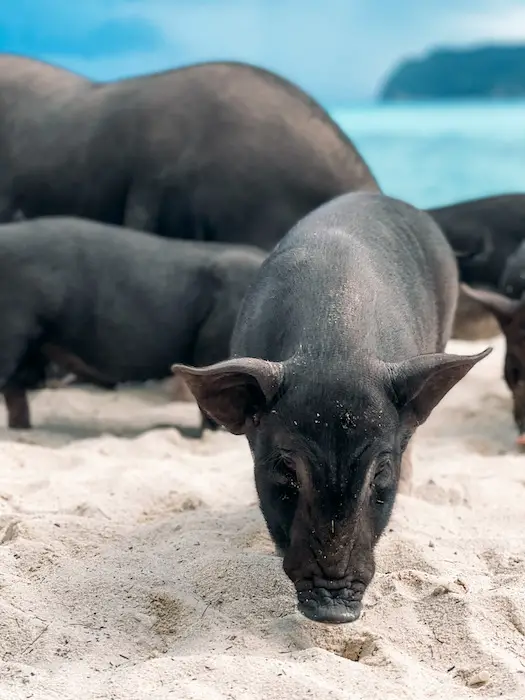Schwein am Strand von Koh Samui